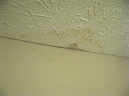 mold-problems-can-arise-from-various-causes-in-south-florida