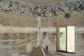 Mold Problems Exacerbated by Heavy Rains